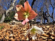 36 Helleborus niger (Ellebori) sui sentieri per il Monte Ocone 